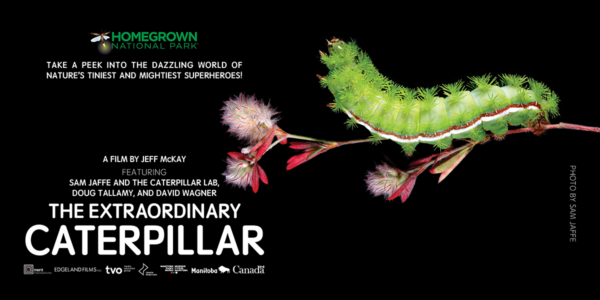The Extraordinary Caterpillar Documentary